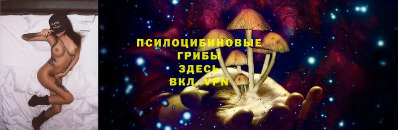 Псилоцибиновые грибы Cubensis  Стрежевой 